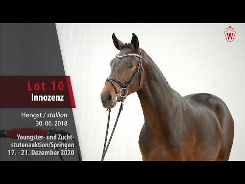 Youngster- u. Zuchstutenauktion/Spr. Lot 10 Innozenz Hengst v. I'm Special de Muze-Cornet Obolenksy