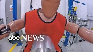 Obese Crash Test Dummies