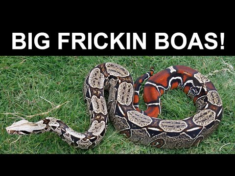 Now that's a BIG BOA!