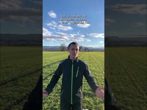 Yara Fachberatung: Manganmangel in Wintergerste erkennen und beheben