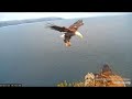 Two Harbors Eagle Cam - HOVER ..WITH ..FISH....MOM & LANCER !! ..😍💗...7/27/22