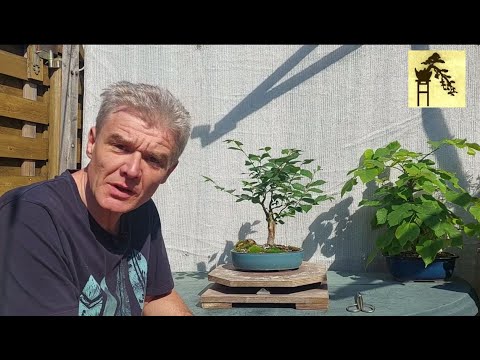 Elm  and Linden Bonsai