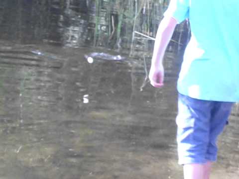 Karpfen an der Winkelpicker