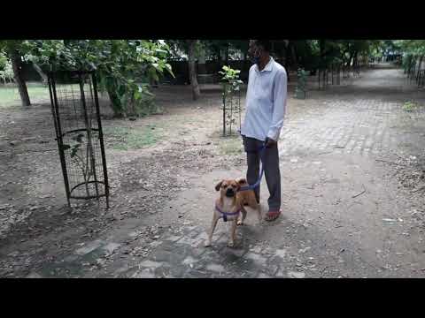 Cute dogs in the park