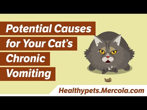 Potential Causes for Your Cat’s Chronic Vomiting