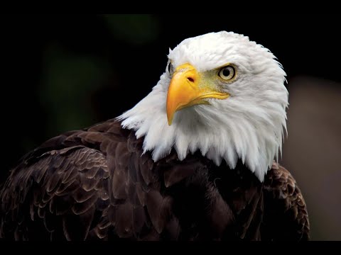 Като орлите! (Част 1) - п-р Татеос - 07.07.2022