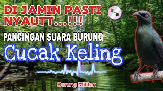 Download lagu PANCINGAN SUARA BURUNG CUCAK KELING, DIJAMIN PASTI NYAUTT..‼️ mp3