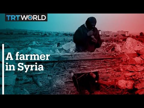 Syrian farmers risk their lives collecting reeds