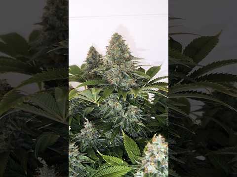 White Widow XXL #2 Barney's Farm #420 #growth #indoorled #cultivointerior