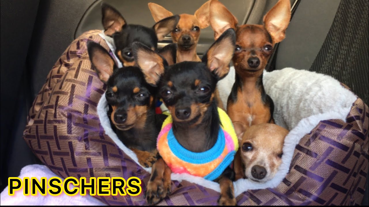 10 COISAS PERIGOSAS QUE VOCÊ FAZ COM SEU CÃO PINSCHER E NÃO SABIA | PINSCHER FILHOTES