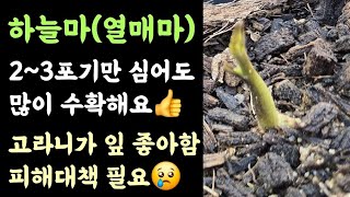 하늘마(열매마)???? 2~3포기만 심어도 다수확???? 고라니가 잎 좋아하니 피해대책이 필요????