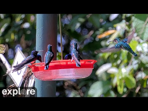 Panama Hummingbird Feeder