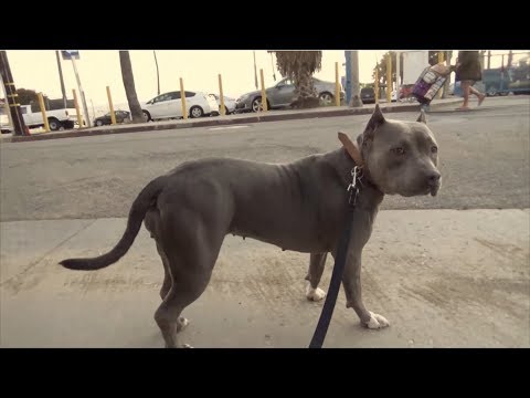 download lagu mp3 mp4 Hollywood Neighborhood Of La, download lagu Hollywood Neighborhood Of La gratis, unduh video klip Hollywood Neighborhood Of La