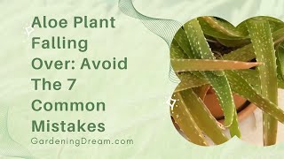 Aloe Plant Falling Over Avoid The 7 Common Mistakes
