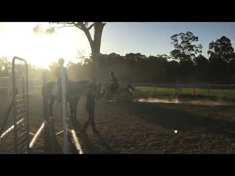 When Barb met Bobby - Muscular Atrophy Rehabilitation with Equine Myofunctional Therapy