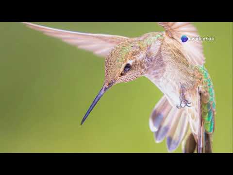 10 faszinierende Fakten über Kolibris