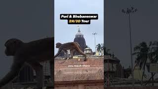 Download lagu Best Odisha Tour Itinerary Puri and Bhubaneswar for 2Nights 3Days | Patra Travels mp3 Download lagu Best Odisha Tour Itinerary Puri and Bhubaneswar for 2Nights 3Days | Patra Travels mp3
