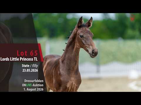 youtube preview