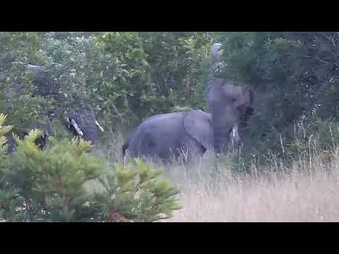 Djuma: Elephants with playful little ones - 17:48 - 03/28/2023