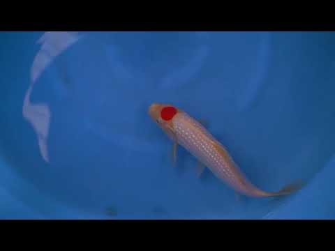 v1020n002 Pearl Ginrin Tancho Kohaku (Sekiguchi Koi Farm)