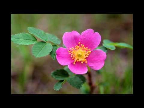 Matulu moja - Polska piosenka ludowa (Polski folk)