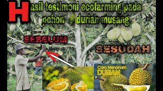 Download lagu Testimoni Pupuk ECO Farming Pada Durian Montong... mp3