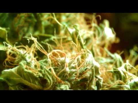 Collie Buddz - Sensimillia (Feat. Roache)