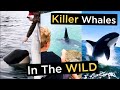 Killer Whales In The WILD - TOP 28 Orca Encounters
