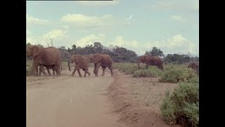 ELEPHANTS AND GIRAFFES STOCK SHOTS - NO SOUND  - COLOUR