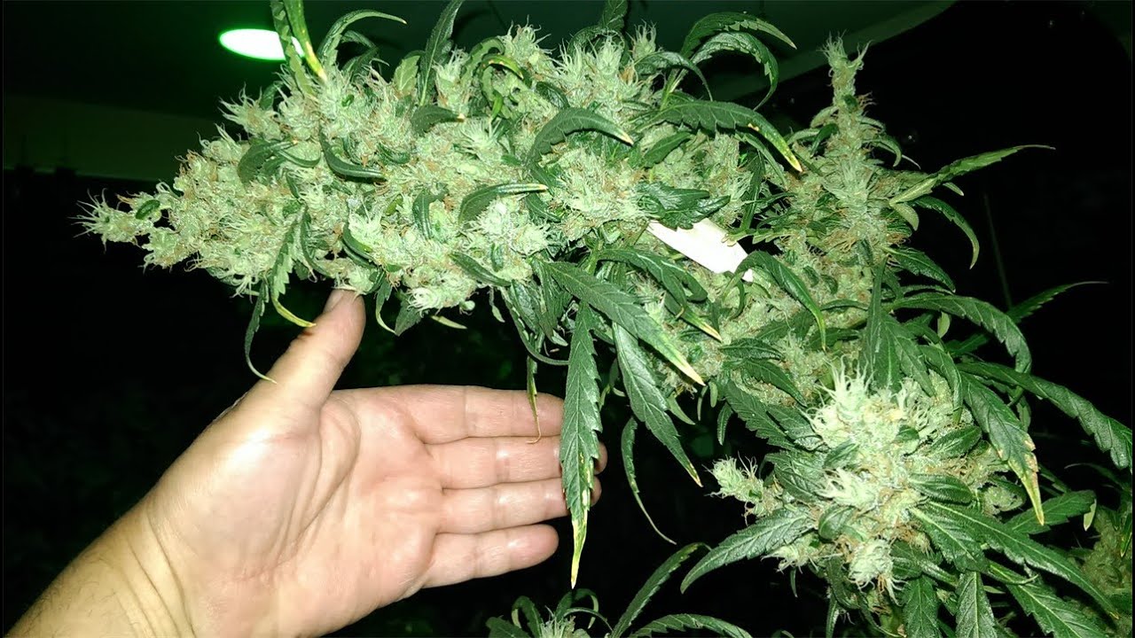 Putar video Forrest Howie McDonald's 1975 Tour of Asia with The Bookends. sekarang Forrest Howie McDonald's 1975 Tour of Asia with The Bookends.