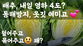 배추, 내일 영하 4도? 동해방지 위해 옷깃 여미고 