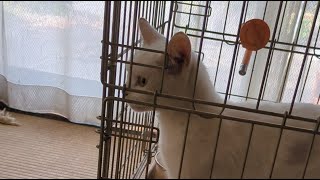 #朝ライブ#柴犬#縄文柴犬#犬のいる暮らし#癒し＃猫のいる暮らし