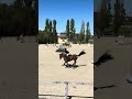 Caballo castrado Silla Franc&eacute;s En venta 2014 Bayo