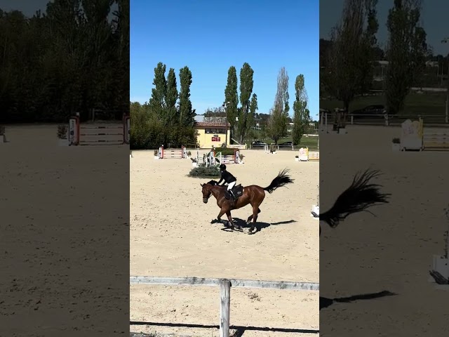 Caballo castrado Silla Franc&eacute;s En venta 2014 Bayo