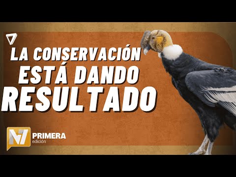 Nació un cóndor ANDINO en el Parque Tupungato