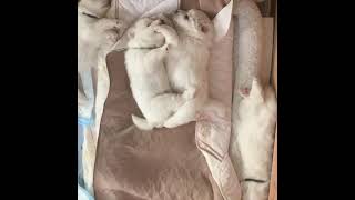 Video preview image #1 Great Pyrenees Puppy For Sale in MOUNT AIRY, NC, USA