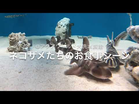 ネコザメ・シマネコザメのお食事（アクアワールド大洗）