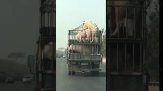 死了都要愛，兩隻豬豬趕時間啪啪啪