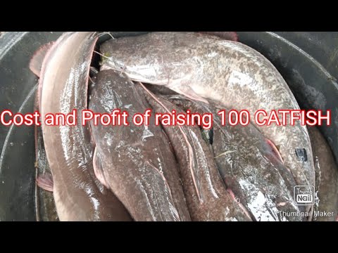 Cost and profit of Raising 100 catfish