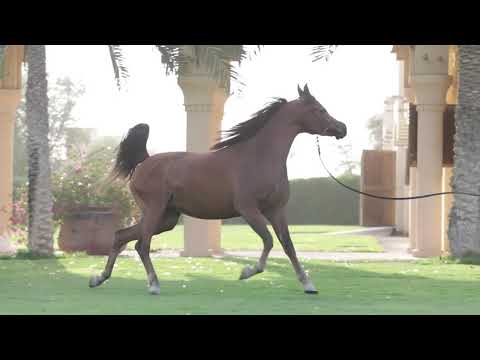 D NONAH  | Dubai Stud Auction 2022