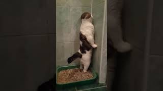 Cat has to stand to poop