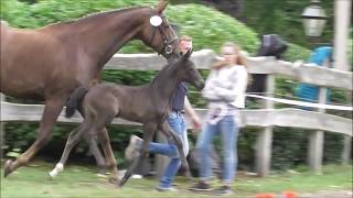 Vídeo de desconhecido