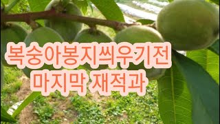 복숭아  봉지씌우기전  마지막적과