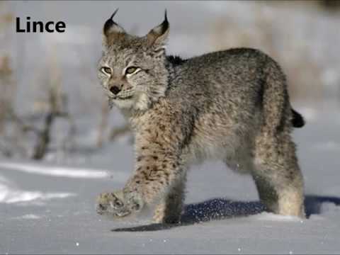 Astur-Leonese - Animals