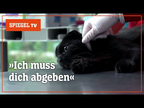 Video Thumbnail: Armutsfalle Haustier: Wenn der beste Freund des Menschen unbezahlbar wird | SPIEGEL TV