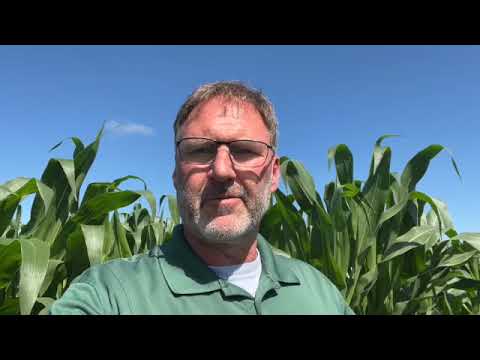 Extended Diapause in Corn - footage from 7/8/25