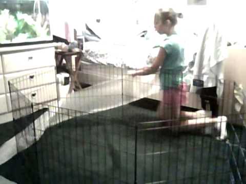 Rats 101 #6 How to Play with your Rat