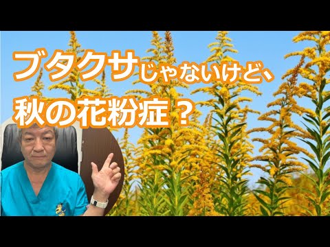 本物のブタクサ 植物