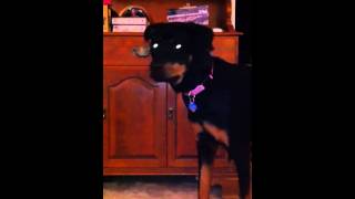 Flash obsessed rottweiler