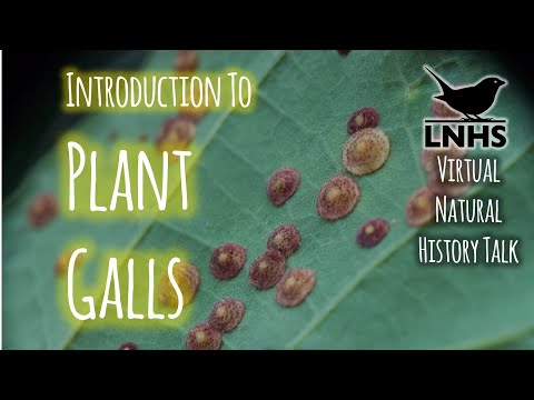 Introduction to Plant Galls